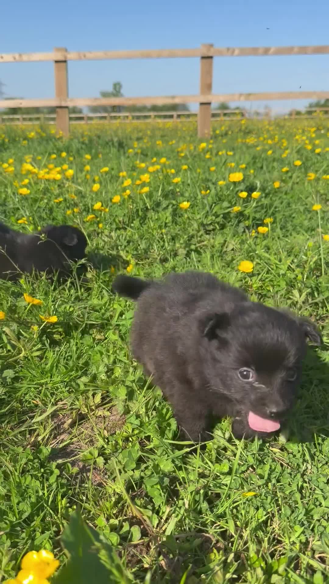 Mixed Breed dogs for sale: Beautiful Pomspitz Puppies Ready Soon - Video 4