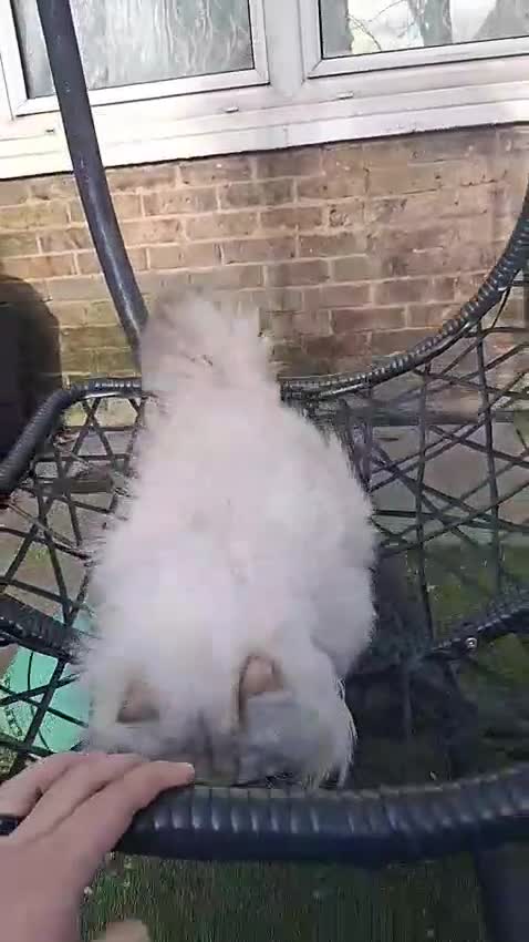 British Longhair cats for sale: Mr Leo - Video 3