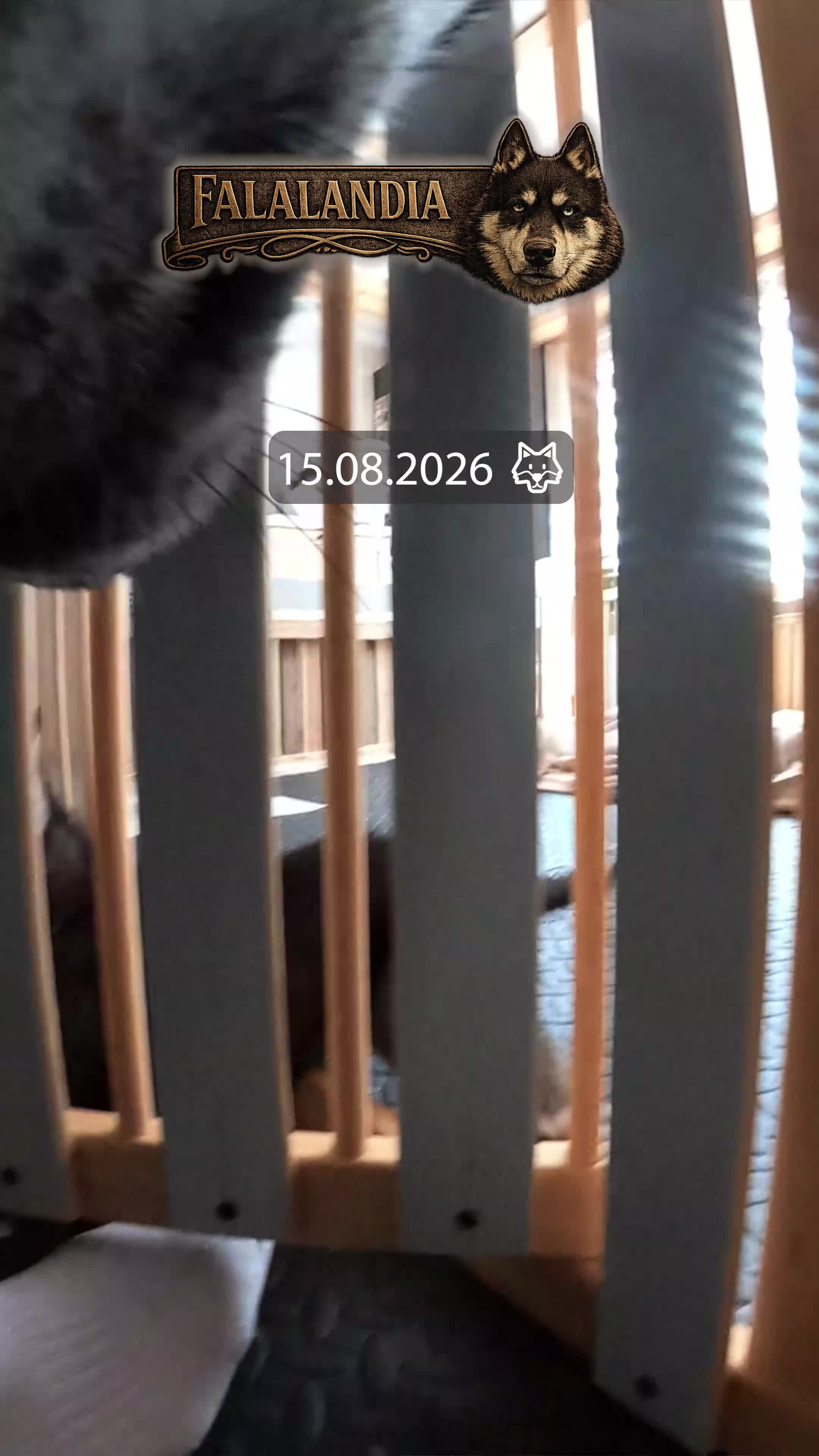 Siberian Husky dogs for sale: Well Socialised Home Raised Husky Puppies - Video 1