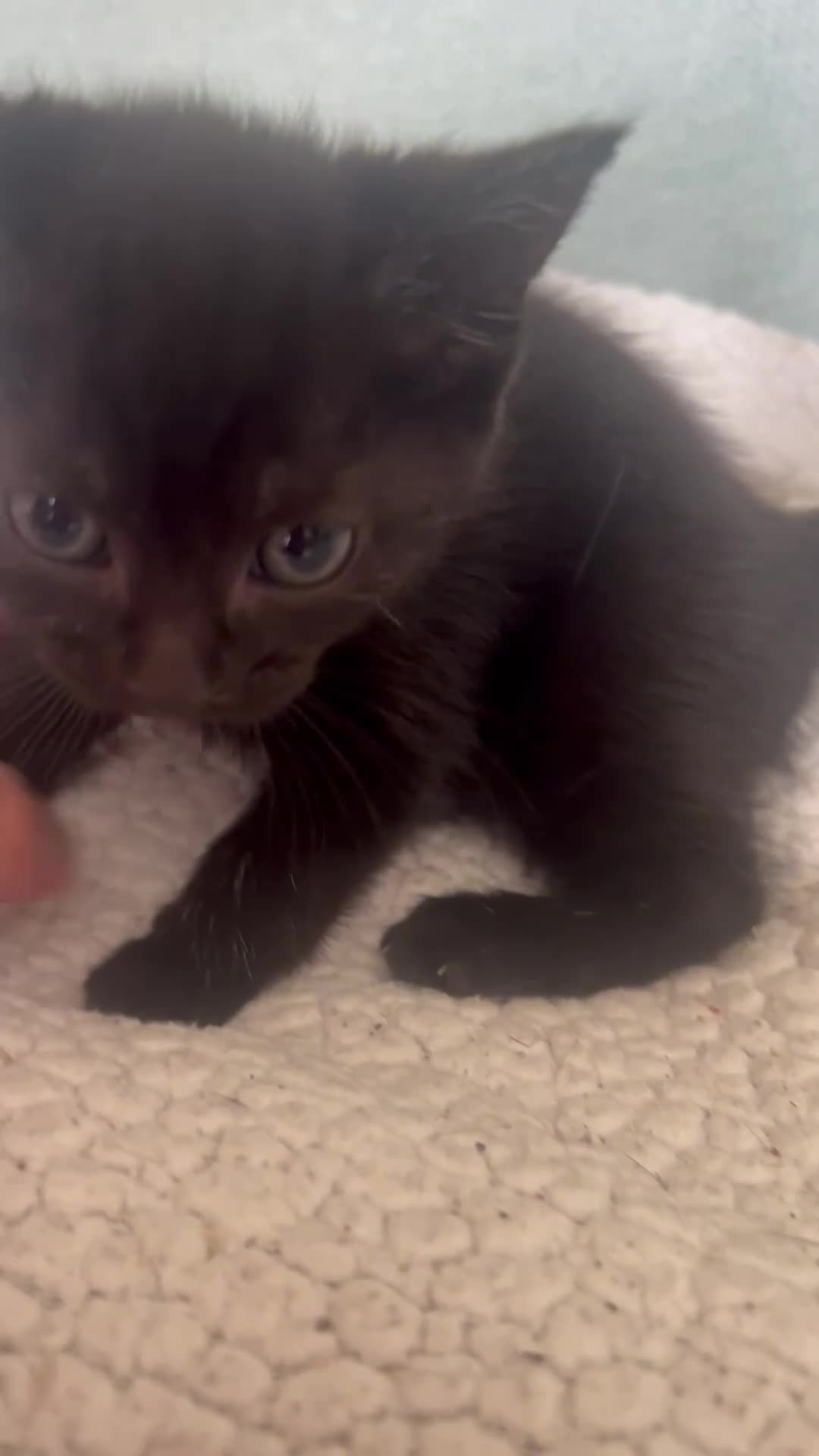 British Shorthair cats for sale: Rescue Kittnes - Video 3