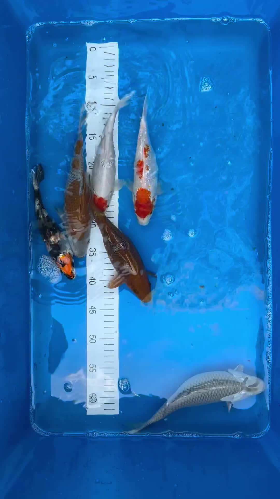 Koi Carp fish for sale: 6x small & 2x medium Koi  - Video 1