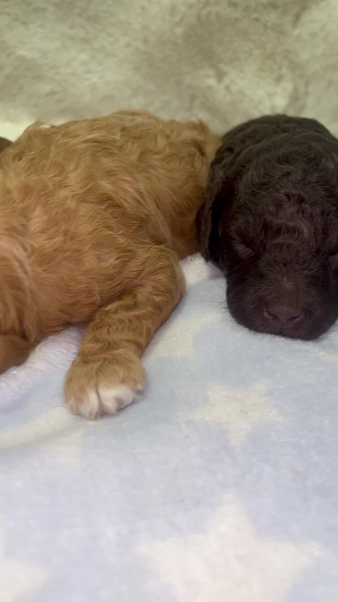 Cavapoochon dogs for sale: CAVAPOOCHON PUPPIES GIRLS/BOYS HEALTH TESTED - Video 1