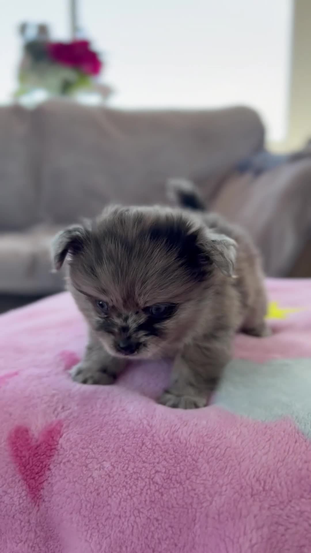 Pomeranian dogs for sale: My Pomeranian gave me 1 sweet little boy.  in Romford - Video 1