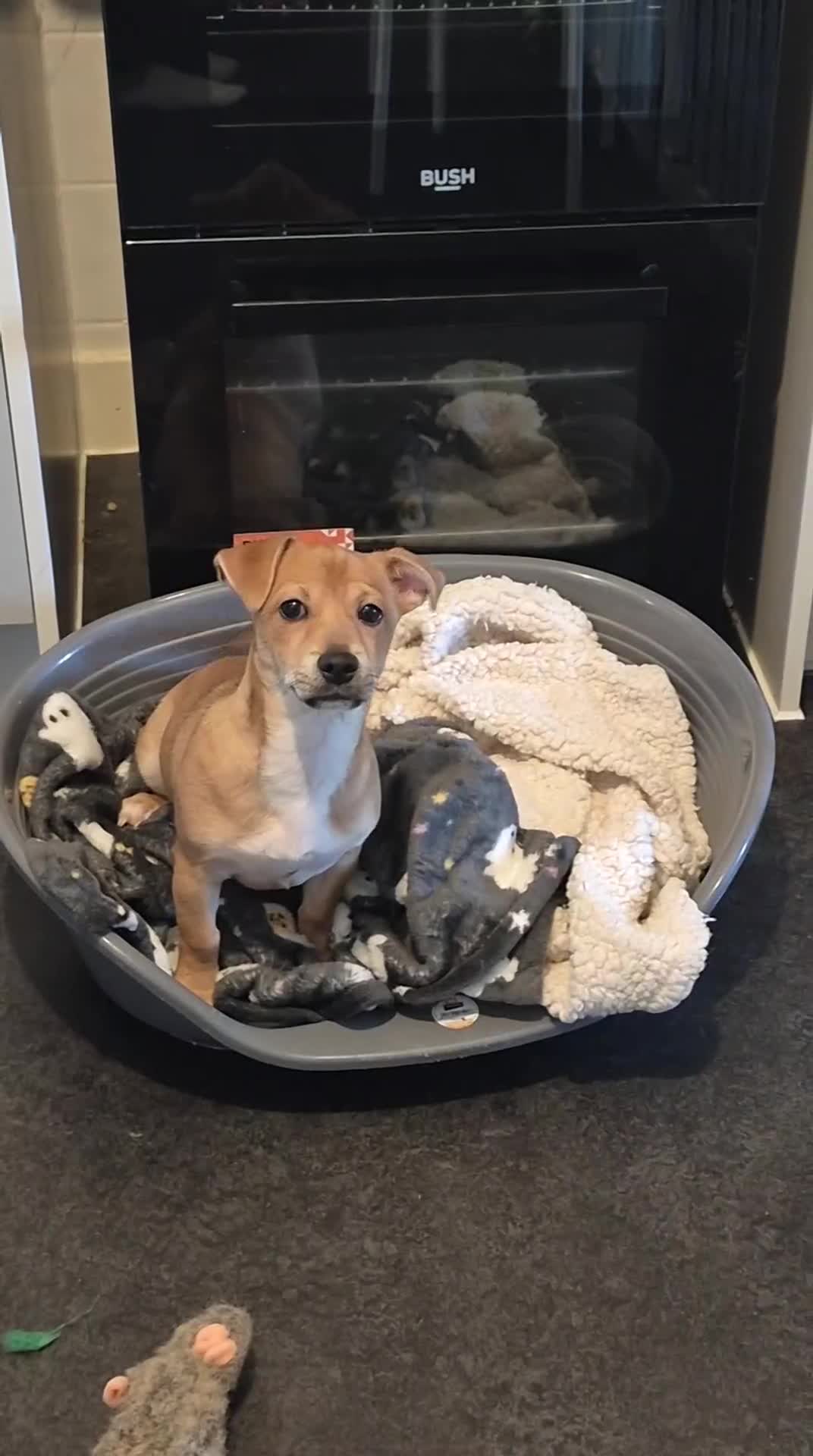 Jack Chi dogs for sale: Jack chi Rocco - Video 1