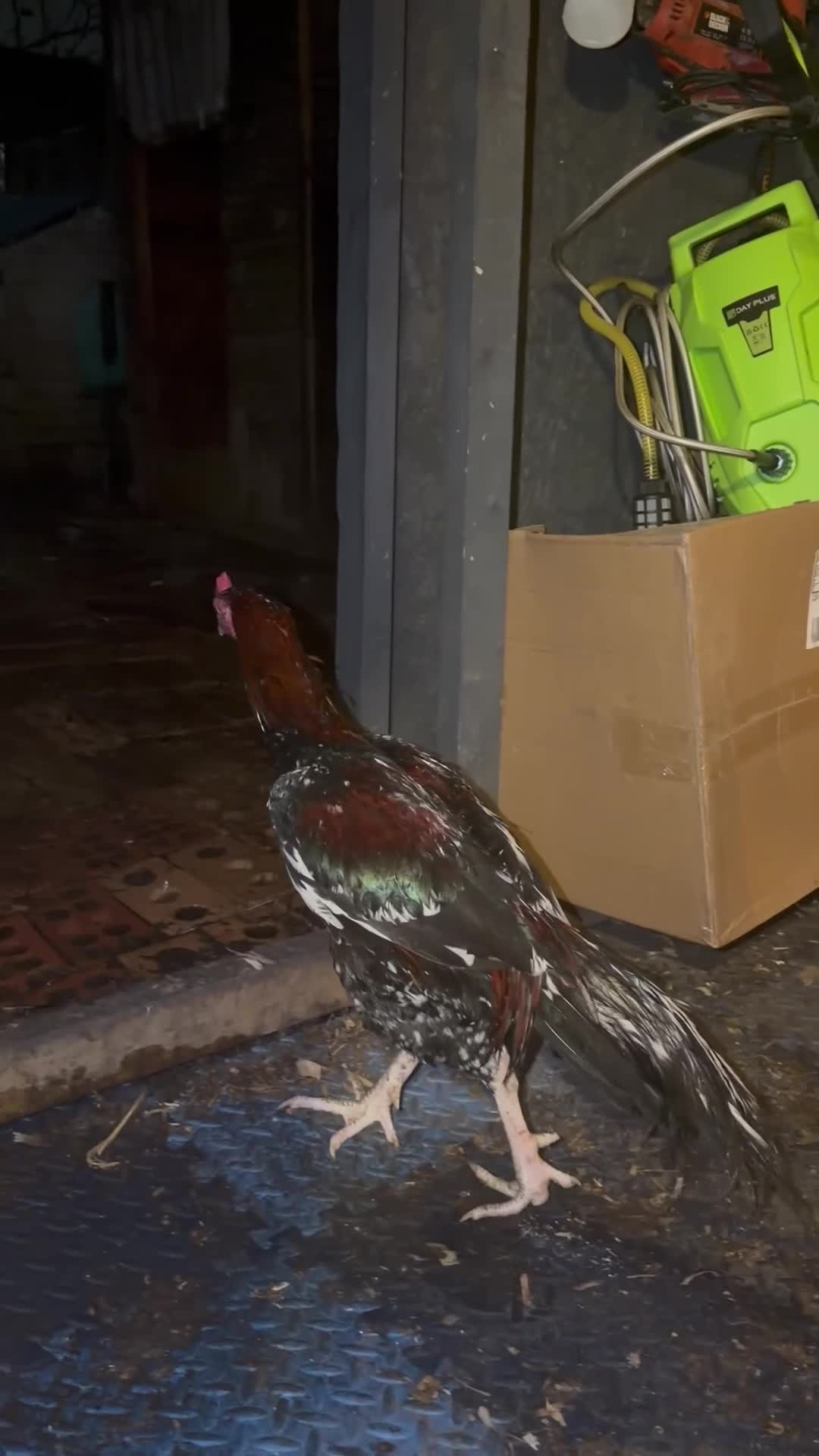 Chickens poultry for sale: Mianwali aseel - Video 2