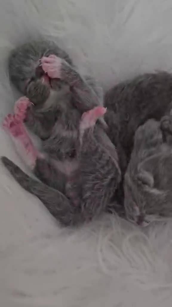 British Shorthair cats for sale: High Quality British Shorthair Kittens GCCF - Video 1