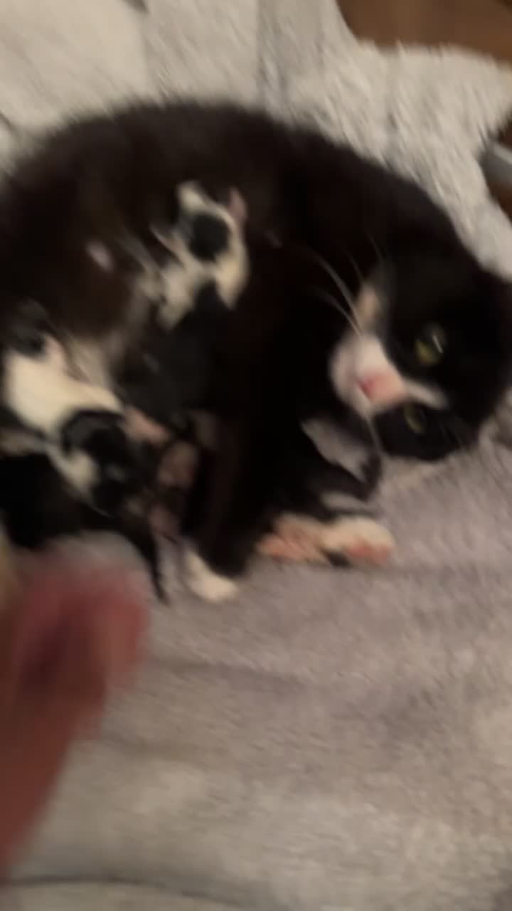 Siamese cats for sale: Little of 5 kittens quarter of Siamese in Dundee - Video 4