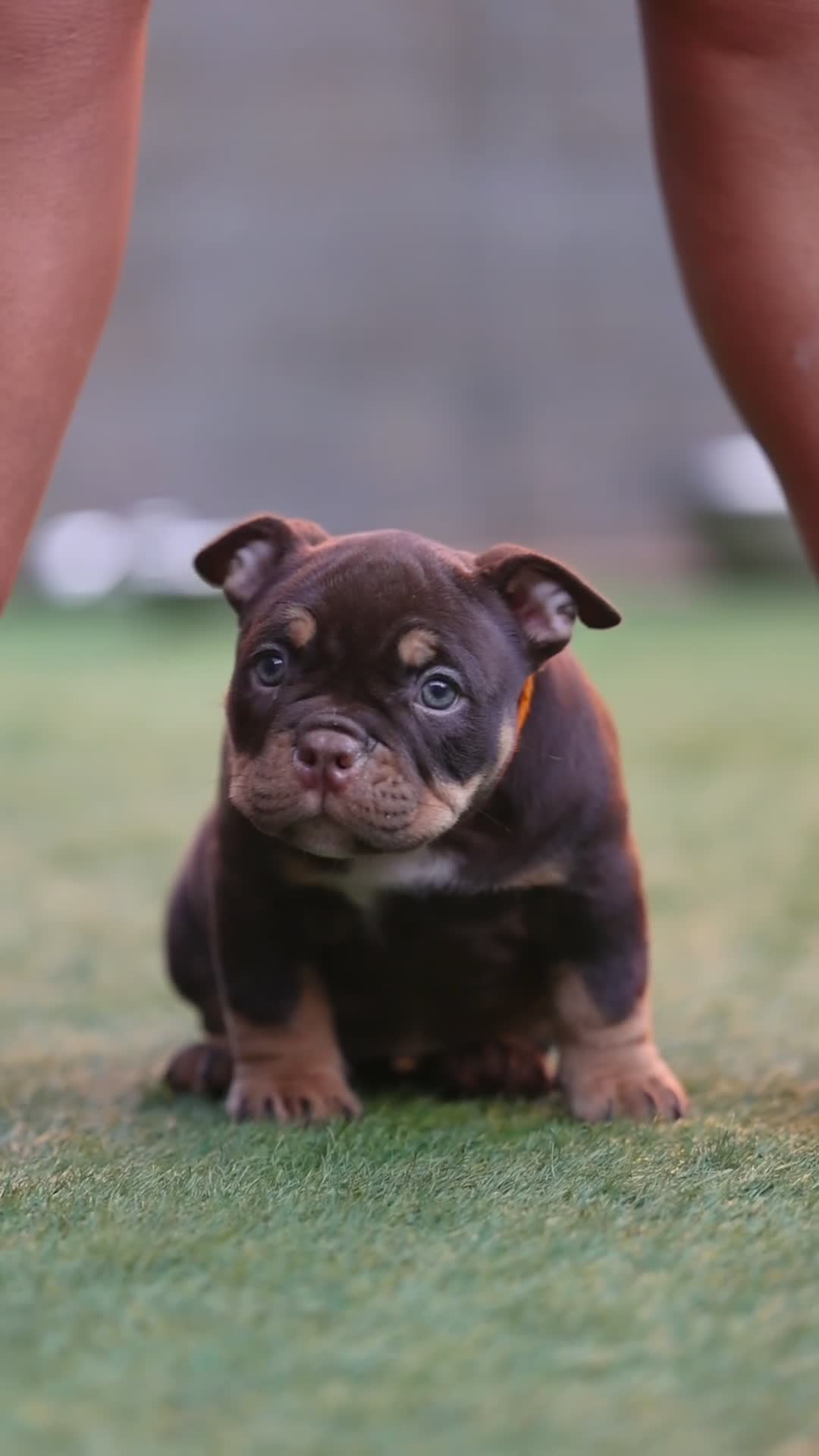 American Bully dogs for sale: American bullies  - Video 2