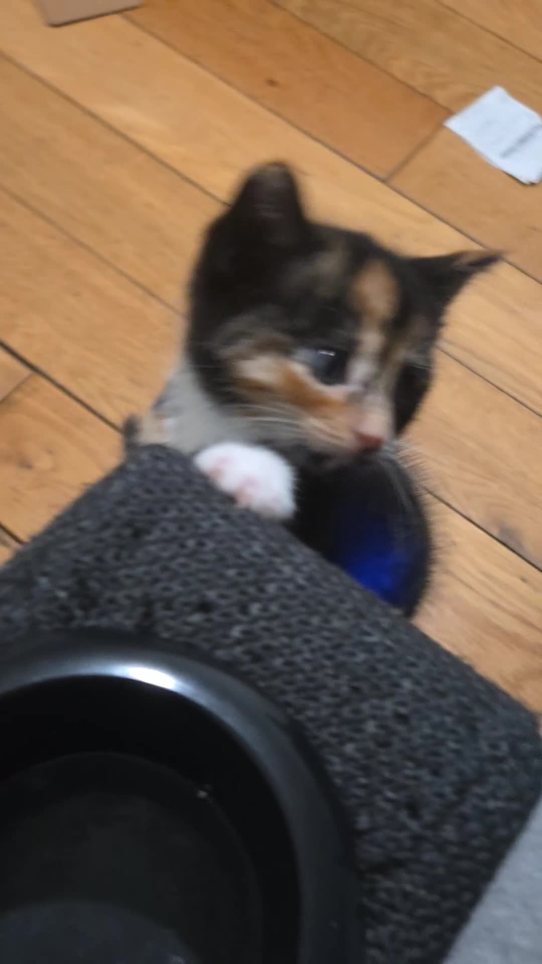 British Shorthair cats for sale: 3 adorable kittens available - Video 2