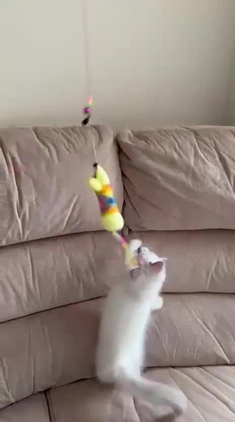Ragdoll cats for sale: The Last Adorable Girl Ragdoll - Video 3