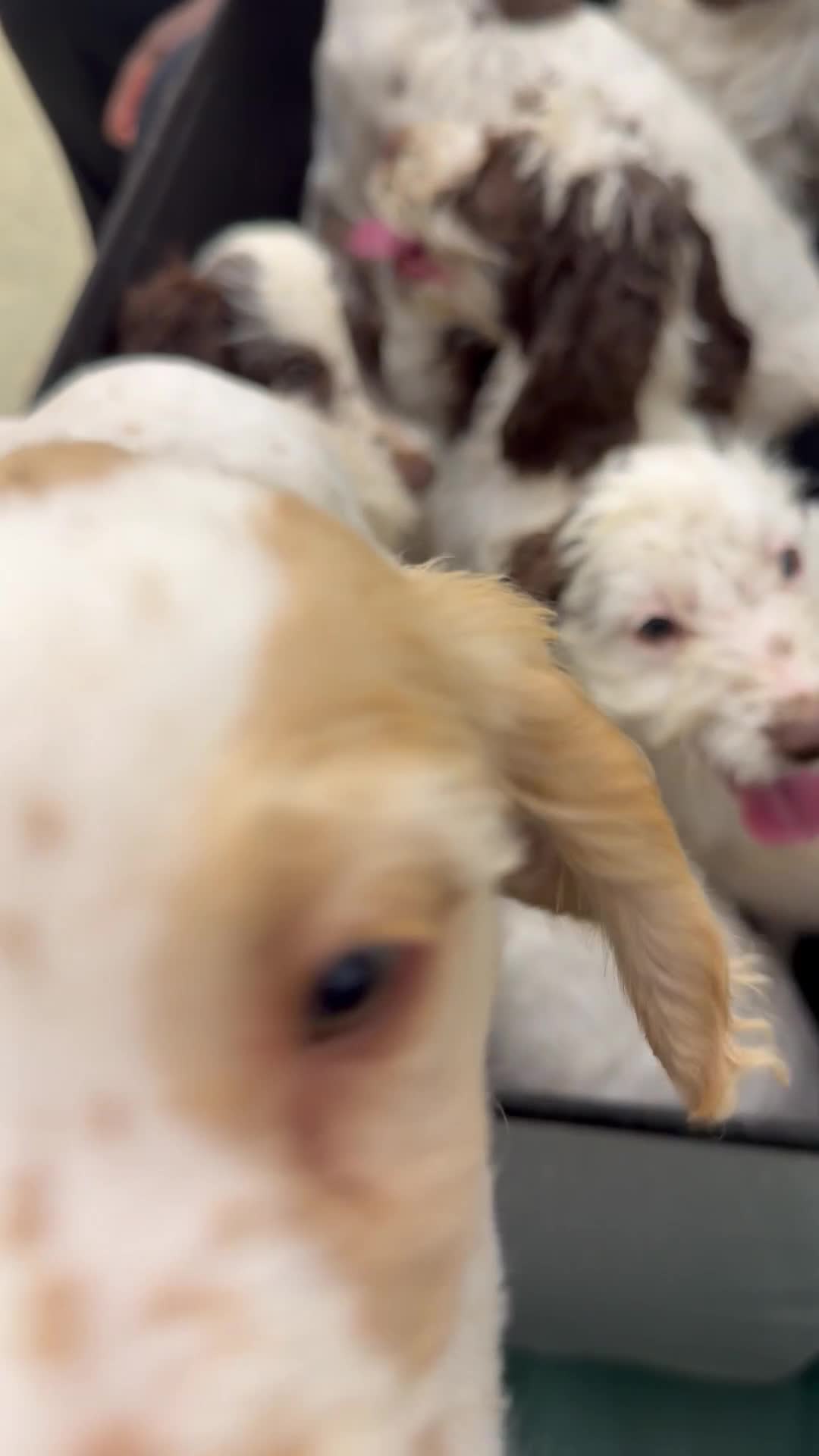 Cockapoo dogs for sale: Beautiful F1 Cockapoos ready for new homes - Video 1