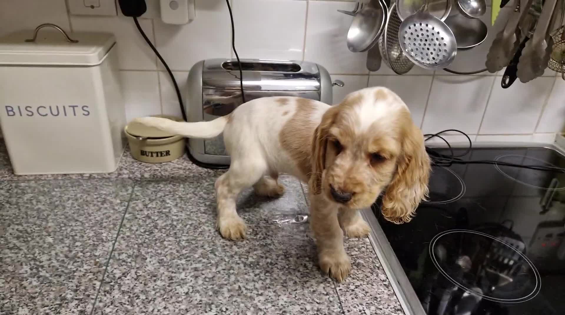 Cocker Spaniel dogs for sale: KC REGISTERED COCKER SPANIELS - Video 2