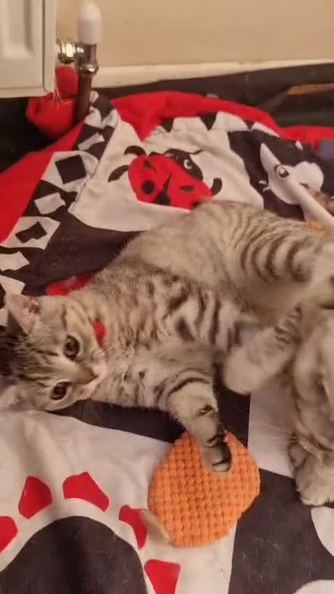 British Shorthair cats for sale: Last 2 Female Tabby BSH Friendly Vac GCCF Pedigree - Video 4