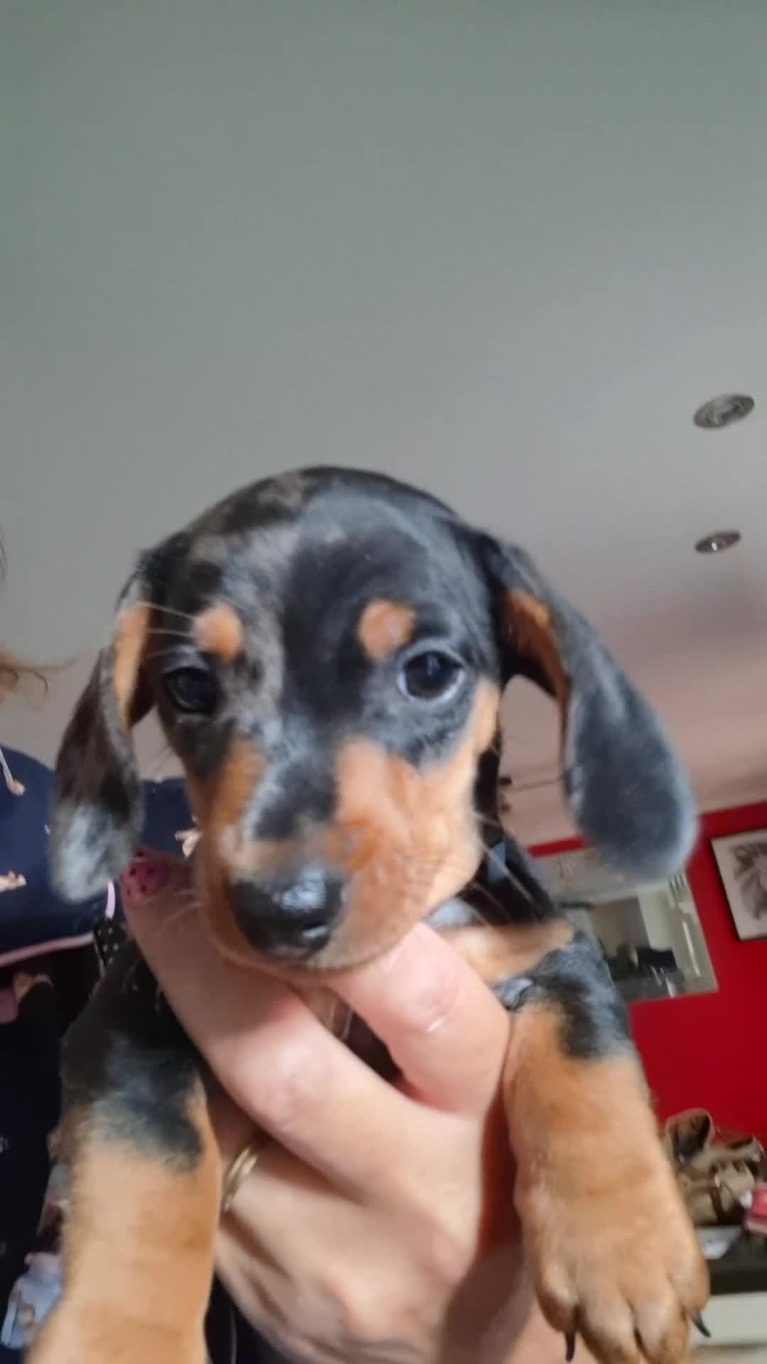 Miniature Dachshund dogs for sale: Stunning Miniature Smooth Haired boy puppy - Video 1