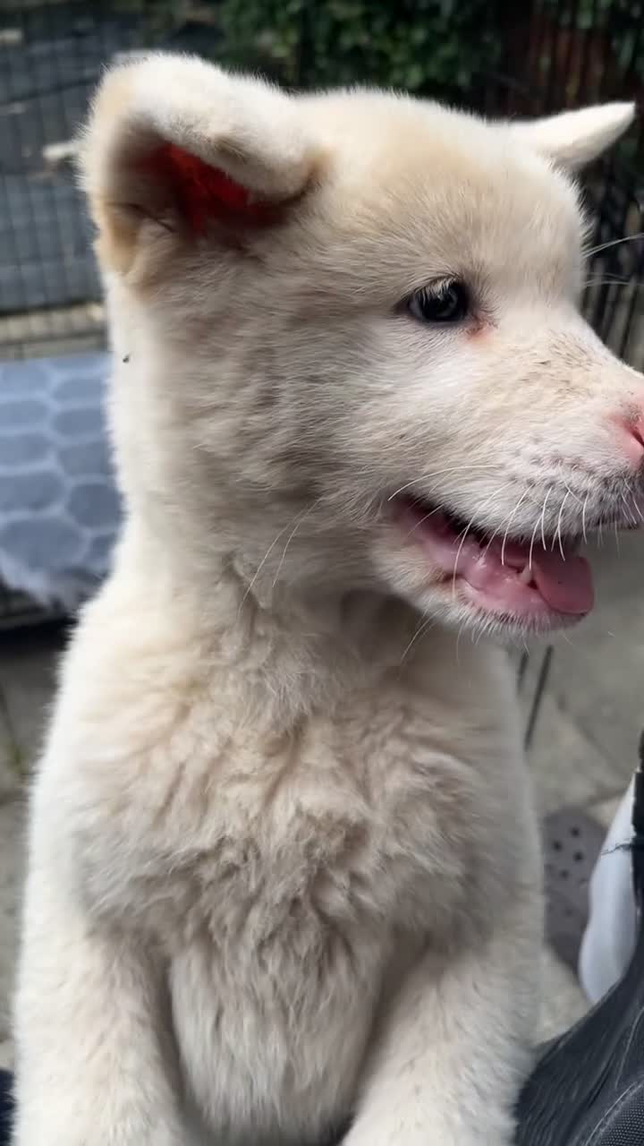Akita dogs for sale: 10 week old American Akita puppy  in Sheffield - Video 1