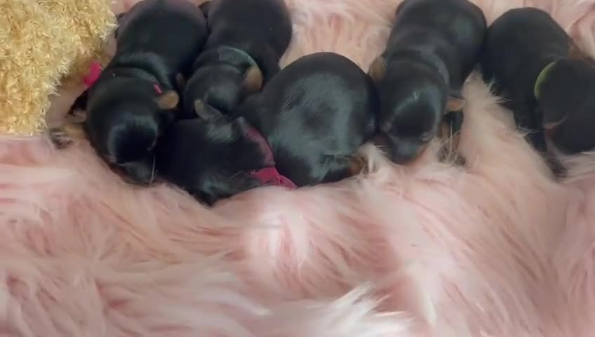 Yorkshire Terrier dogs for sale: ❤️ Beautiful Yorkshire Terrier Puppies ❤️ - Video 1