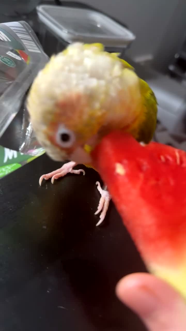 Conures birds for sale: Monty the Conure! in Barnsley - Video 3