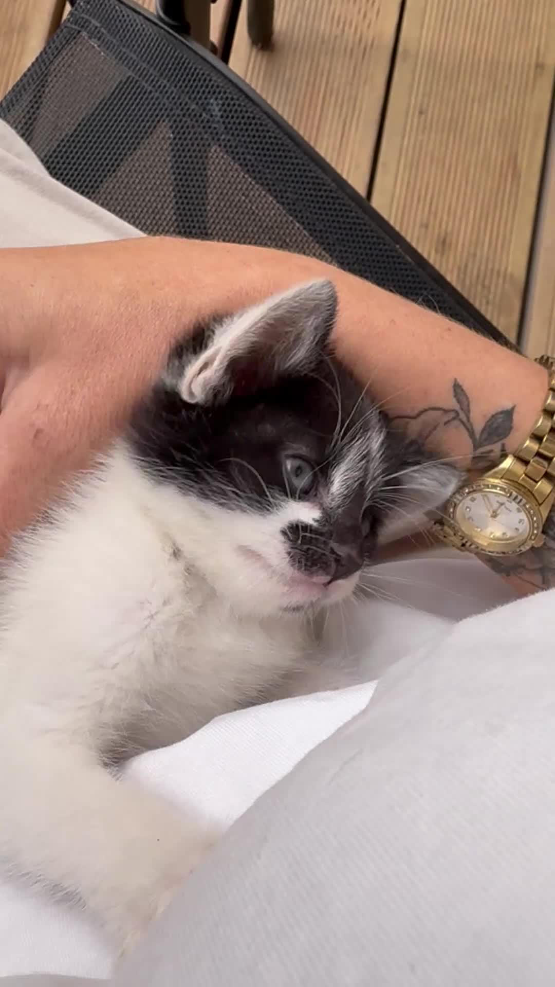 Domestic Shorthair cats for sale: Last Boy&Girl READY NOW 🐱 💕💙 - Video 2