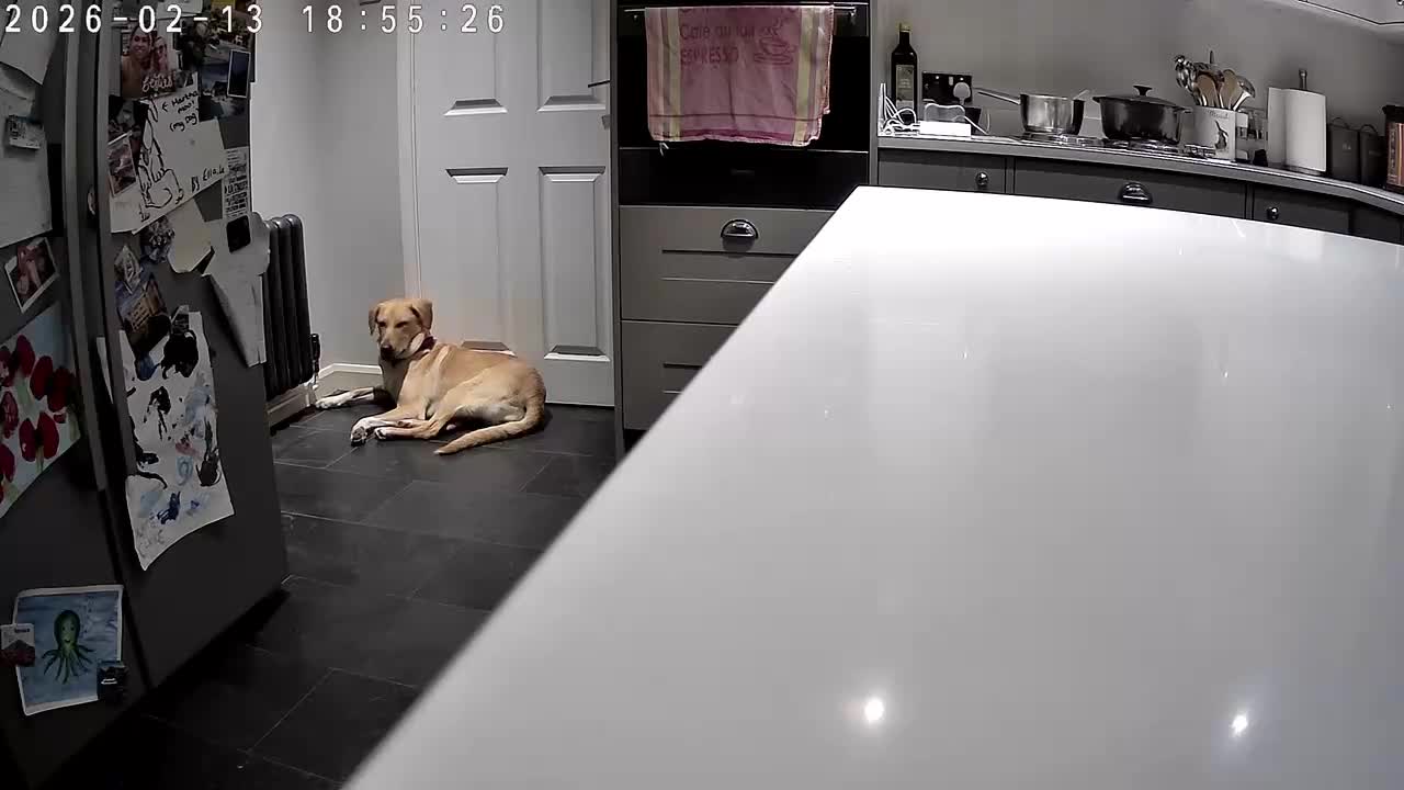 Mixed Breed dogs for adoption: LILY - Nearly 2 Years Old, Lab Mix Girl - Video 2