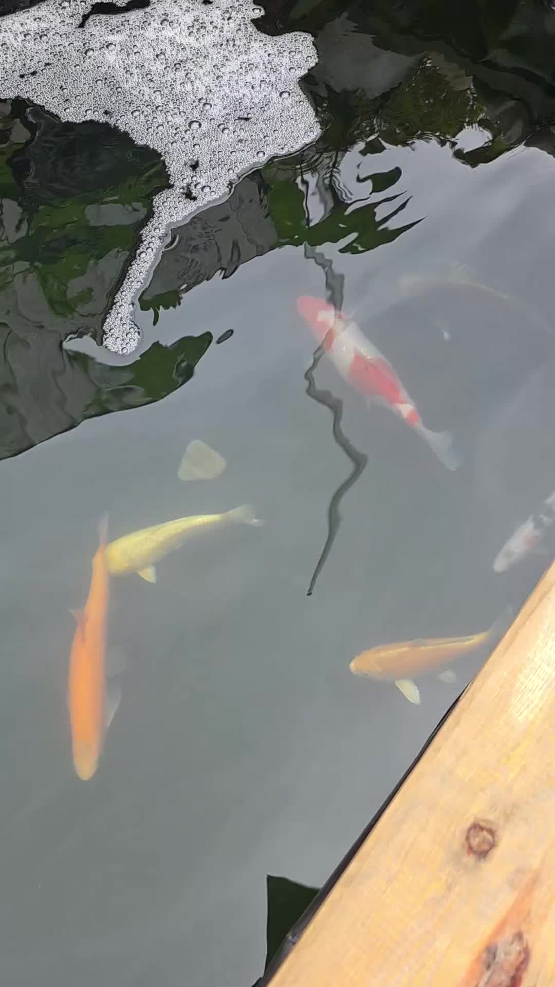 Koi Carp fish for sale: 5 koi and 1 orange orf  - Video 1