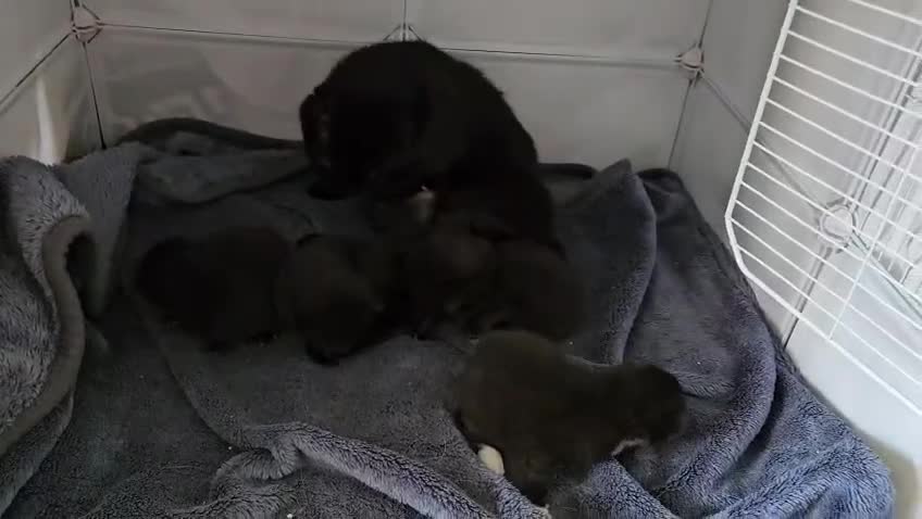 British Shorthair cats for sale: 4 beautiful kittens for sale  - Video 3