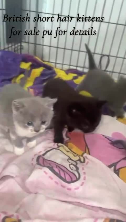 British Shorthair cats for sale: British short hair cross kittens for sale - Video 3