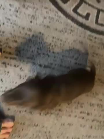 Dachshund dogs for sale: All alone  - Video 1