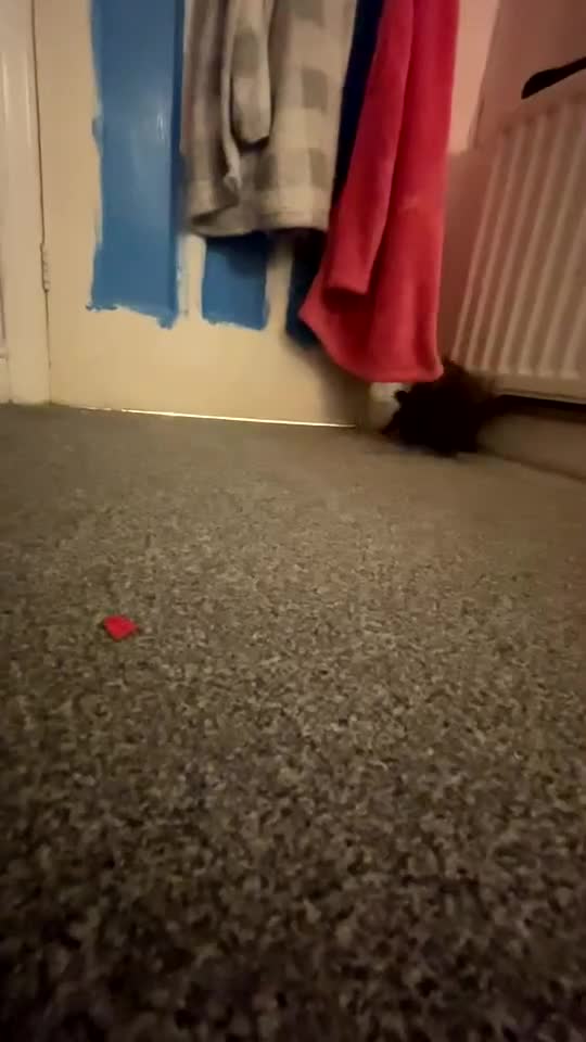 Ferret rodents for sale: 2 female ferrets Narla and Moon for rehoming  - Video 1