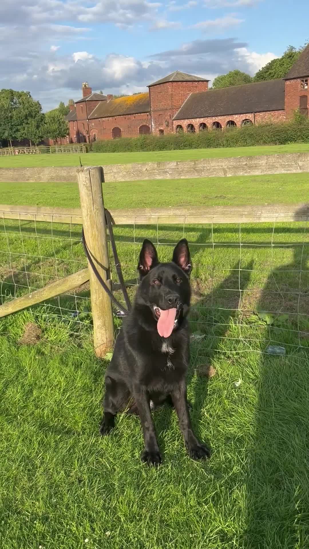 German Shepherd dogs for sale: TRAINED GERMAN SHEPARD  - Video 2