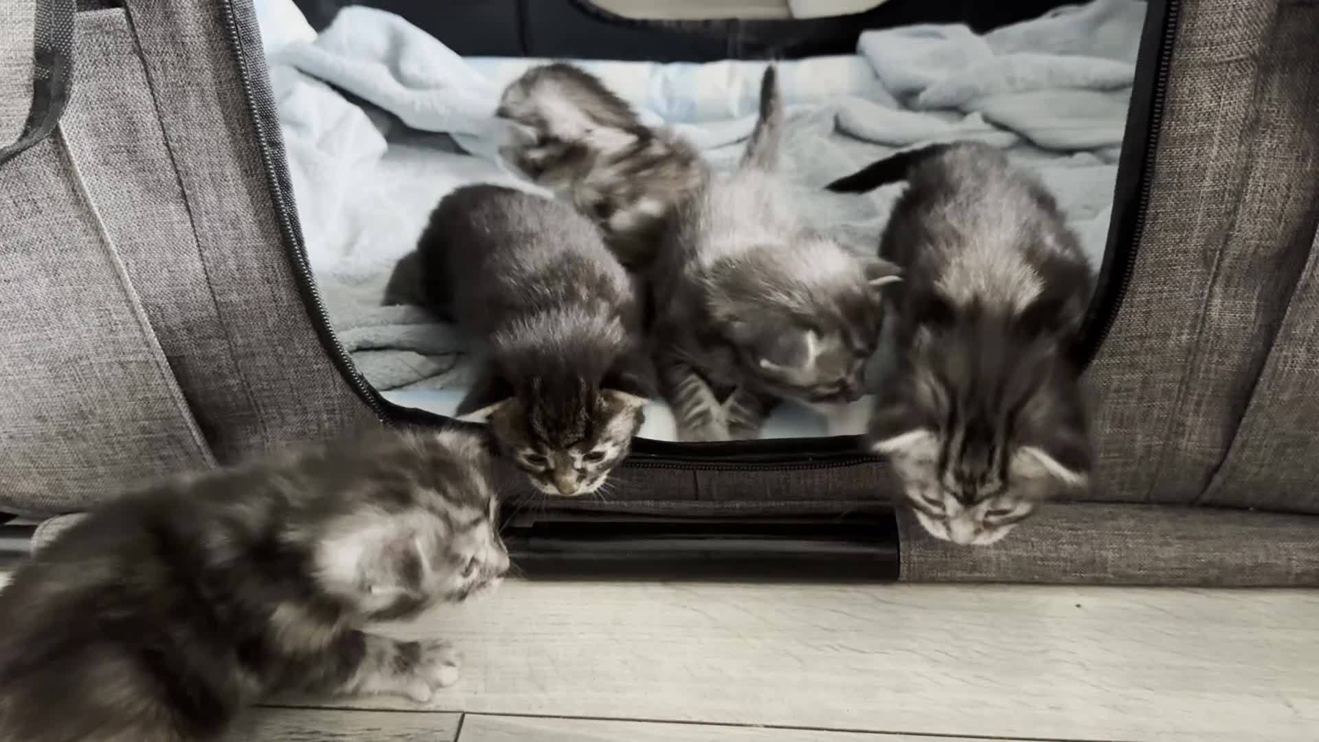 Maine Coon cats for sale: Stunning Maine Coon Kittens – 4 Girls & 1 Boy - Video 2