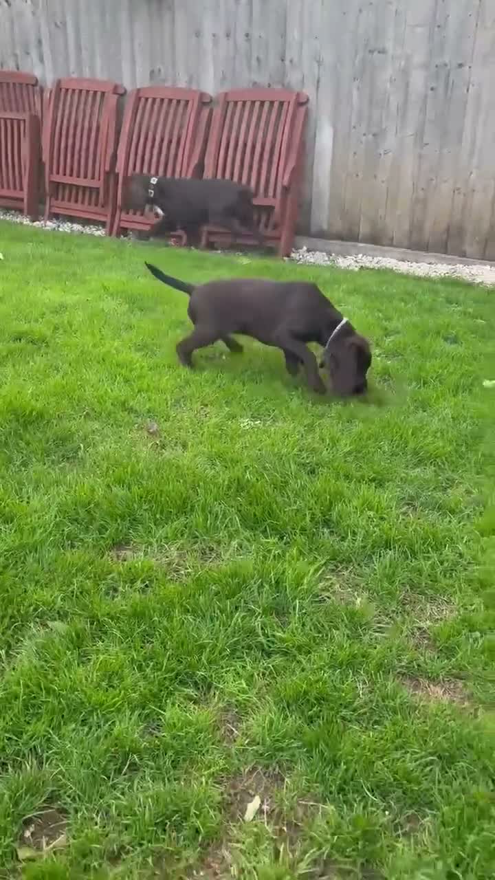 Cocker Spaniel dogs for sale: Liver Cocker Spaniel bitch for sale - Video 1