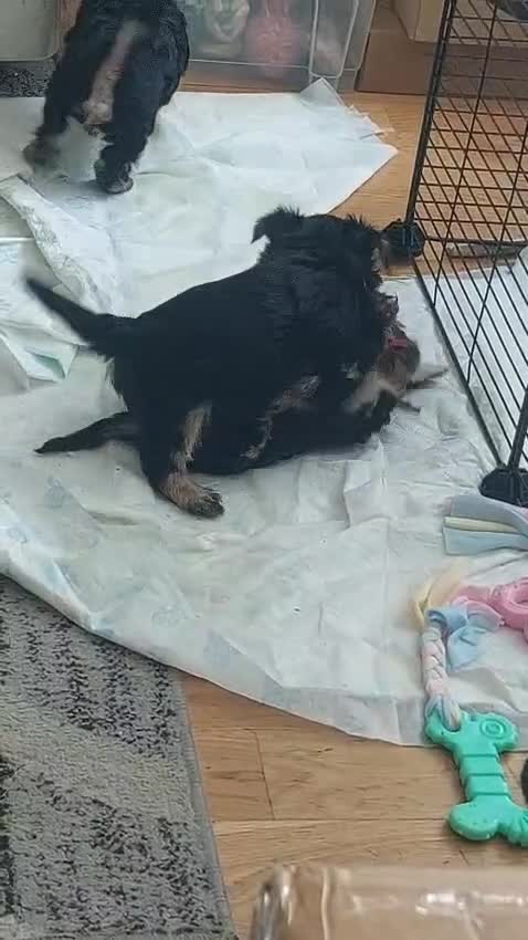 Yorkshire Terrier dogs for sale: Yorkshire Terrier Puppies — 2 Boys & 2 Girls Ready - Video 3