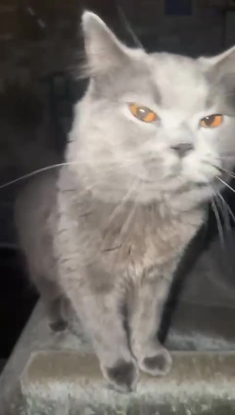 British Longhair cats for stud: British Longhair  in Holywell - Video 2