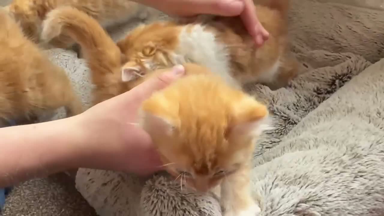 Mixed Breed cats for sale: SUPER CUTE PERFECT GINGER KITTENS  - Video 1