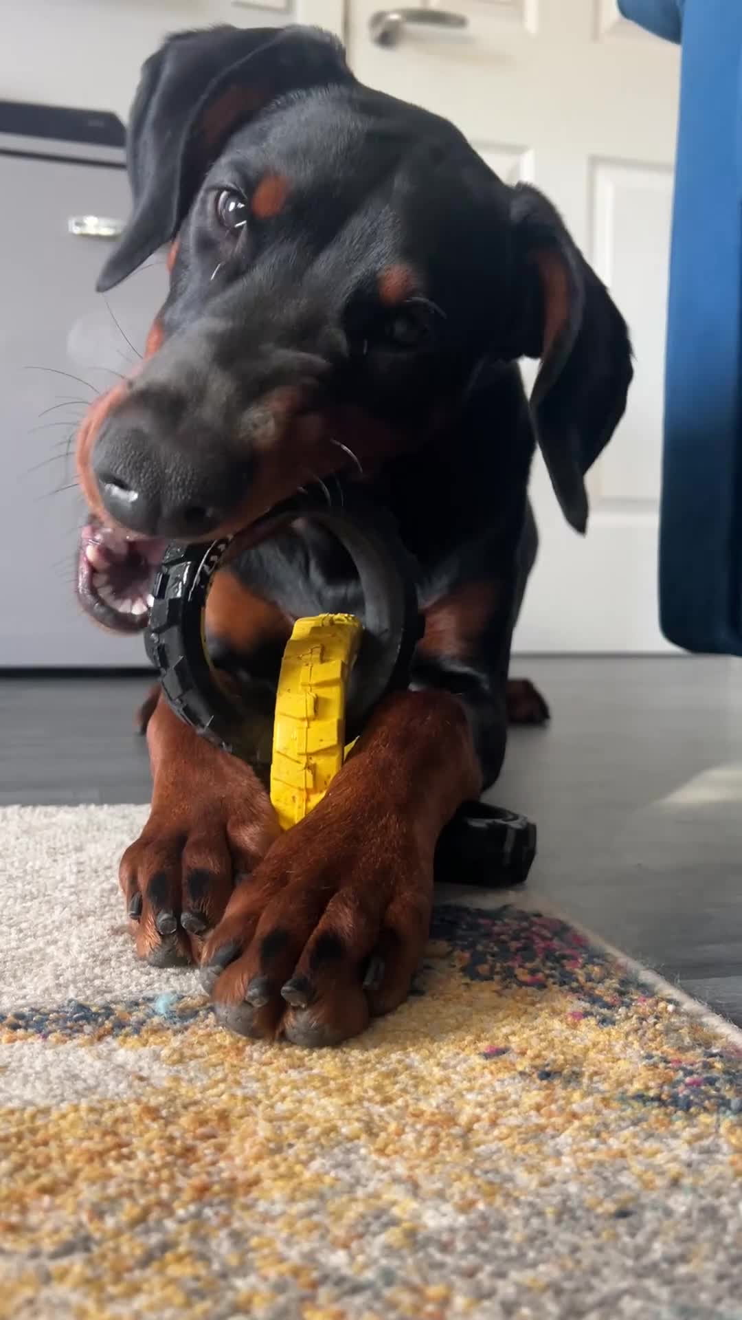 Dobermann dogs for sale: Rehome needed for Buck - Video 1
