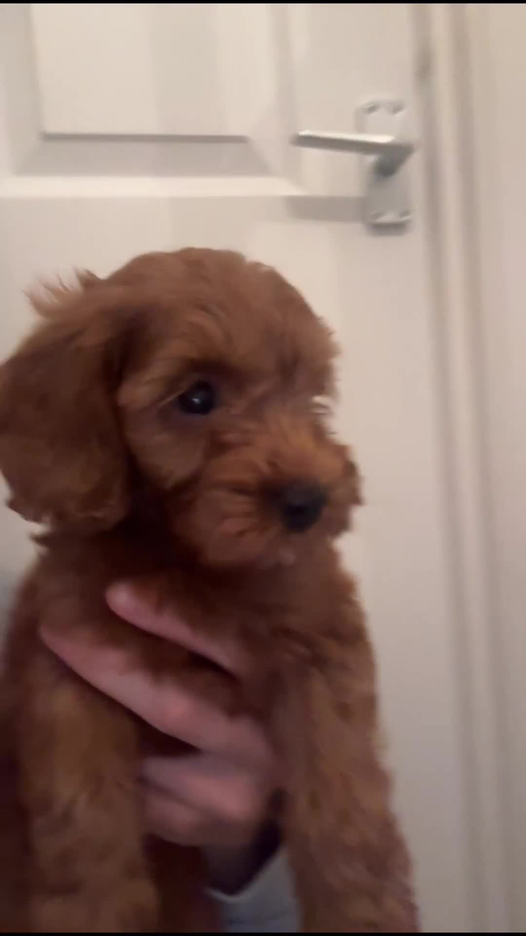 Miniature Poodle dogs for sale: Gorgeous apricot miniature poodle puppies - Video 1