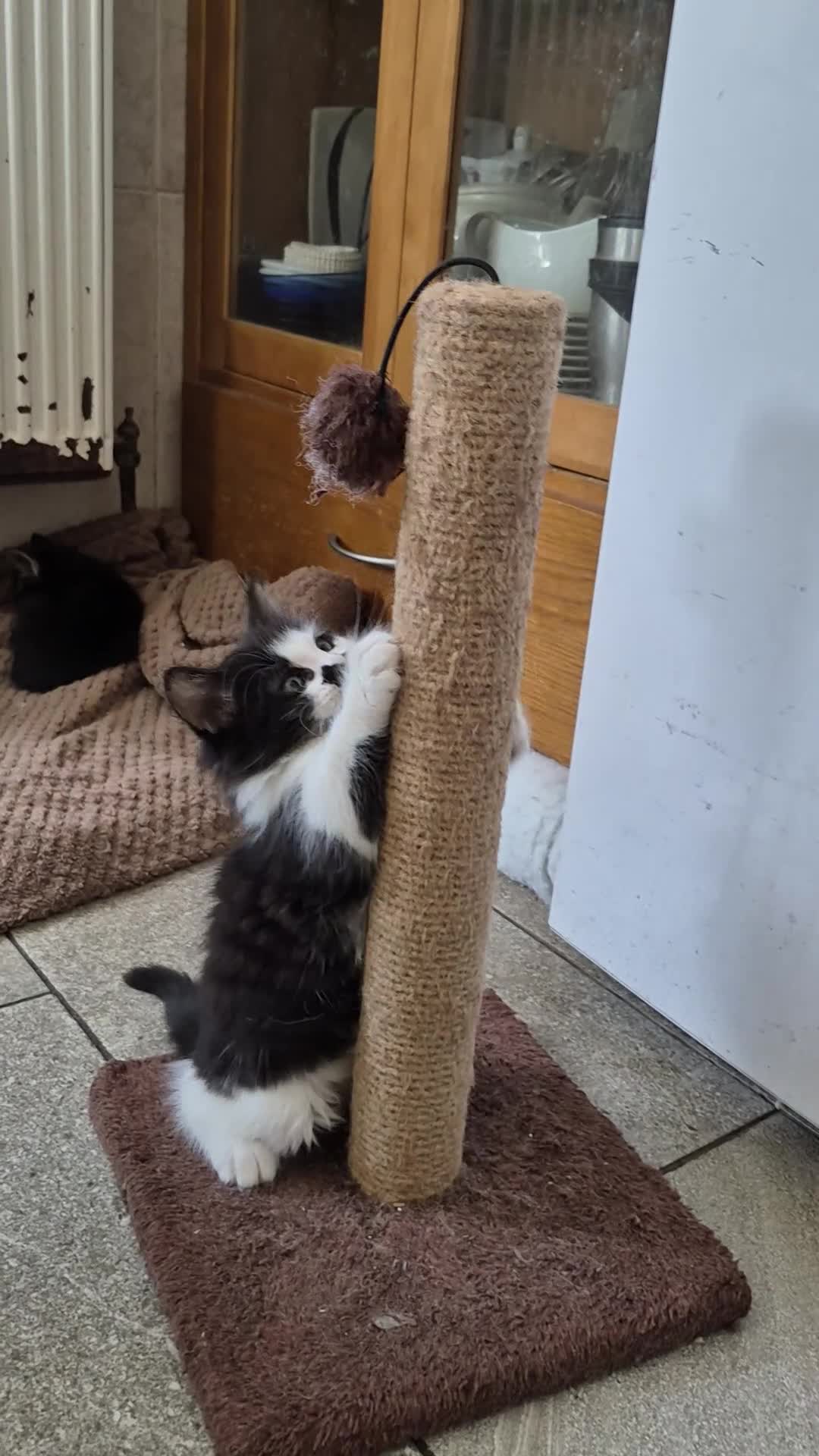 Mixed Breed cats for sale: 1/4 cute bengal kitten  - Video 2