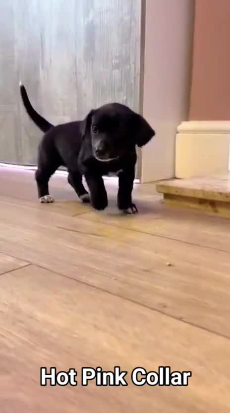 Mixed Breed dogs for sale: ONE PUPPY Left Pomsky x miniature dachshund pups  - Video 1