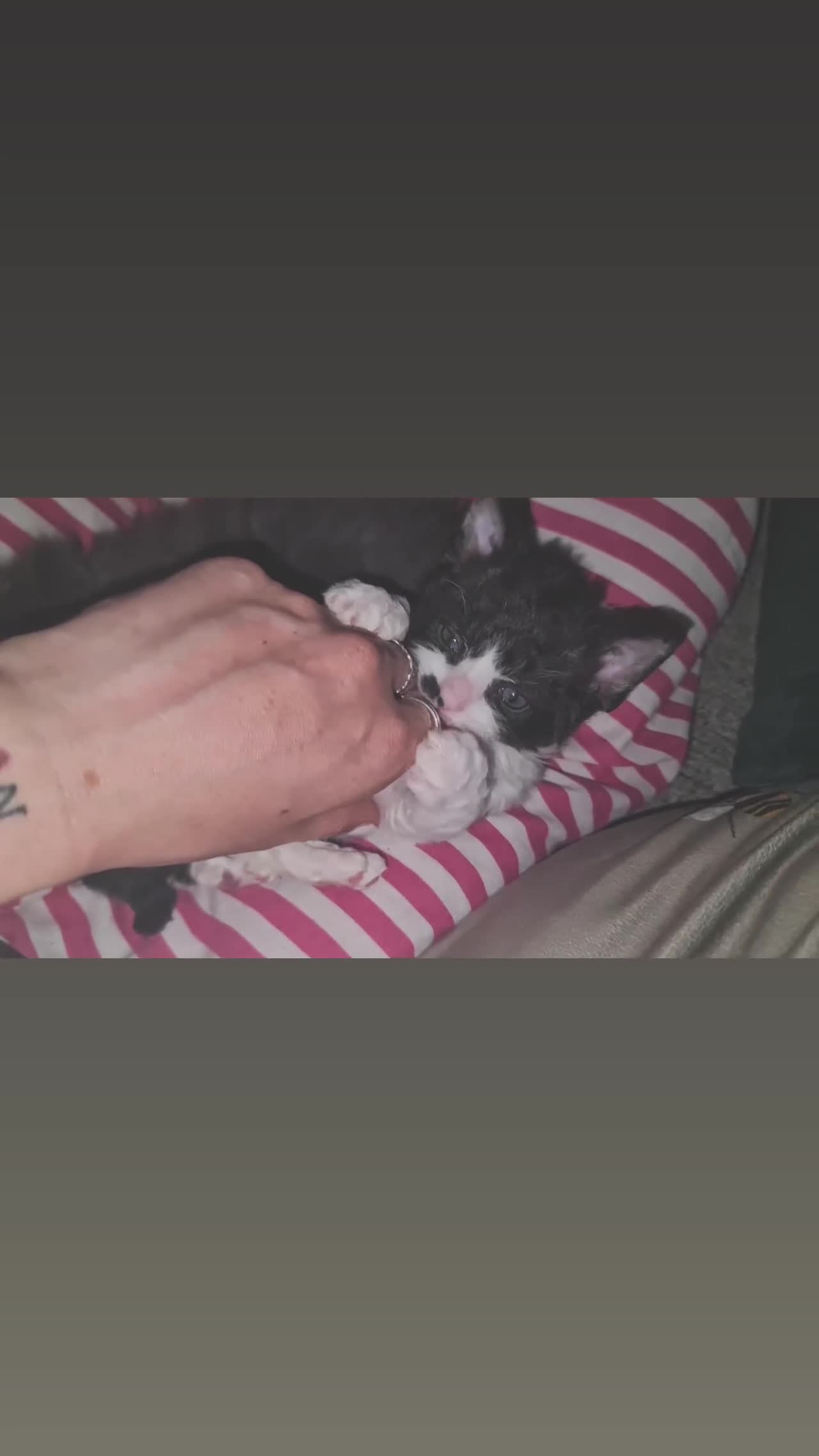 Mixed Breed cats for sale: Fabulous trio  - Video 3