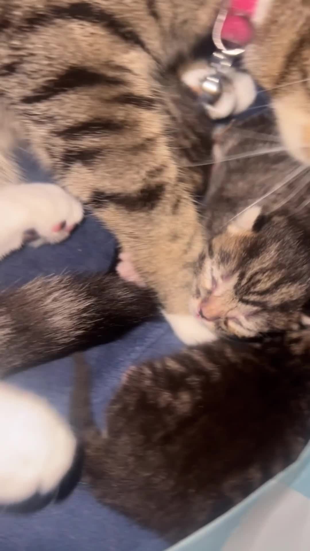 Bengal cats for sale: Bengal/Tabby - Video 1