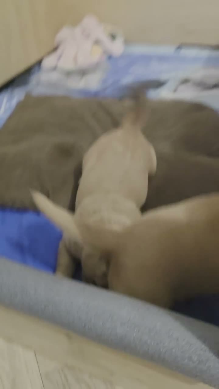 Mixed Breed dogs for sale: Golden / Fox Red Labrastaff × Labrador Puppies 🐾 - Video 1