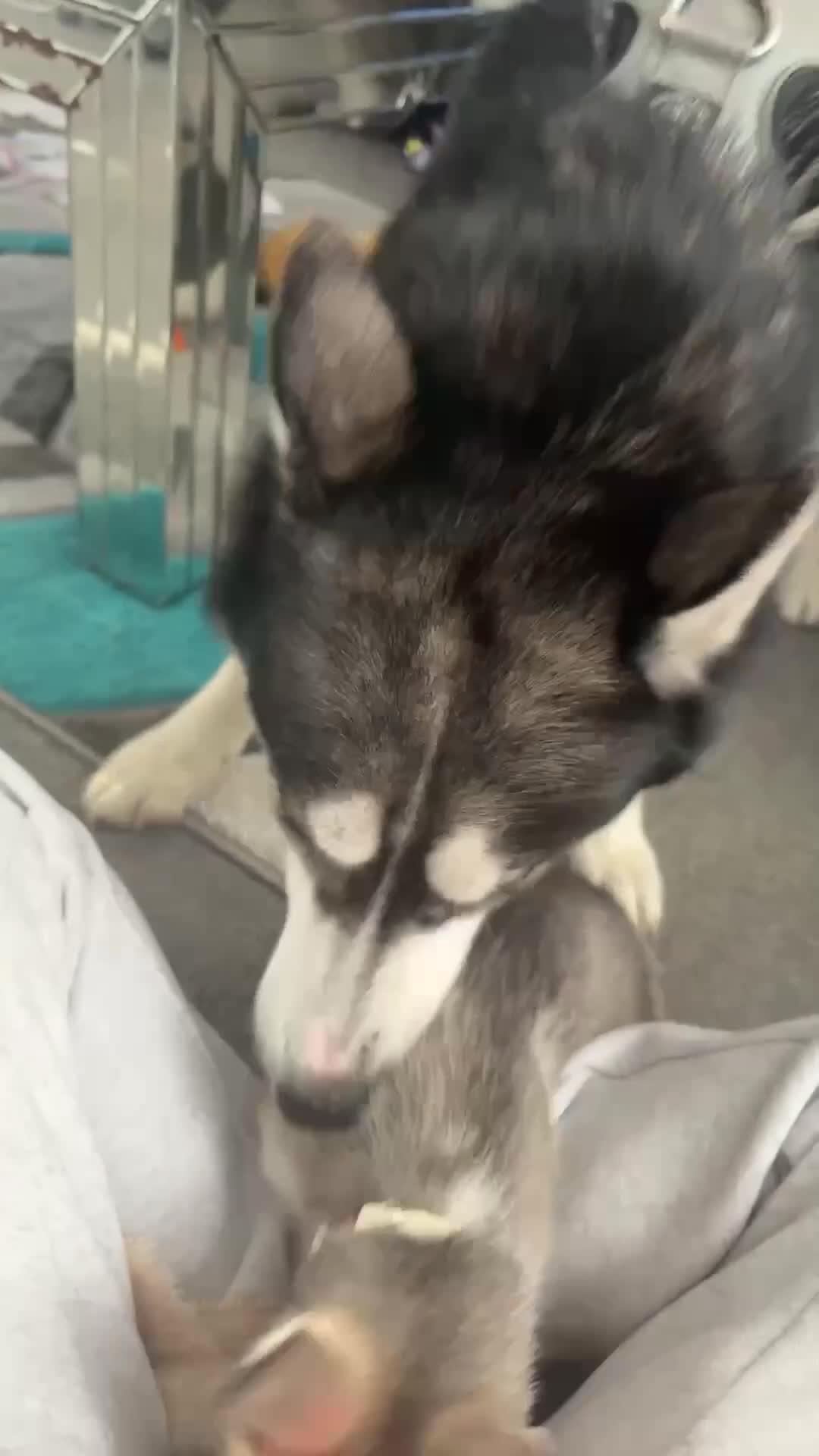 Siberian Husky dogs for sale: Husky puppies - Video 1