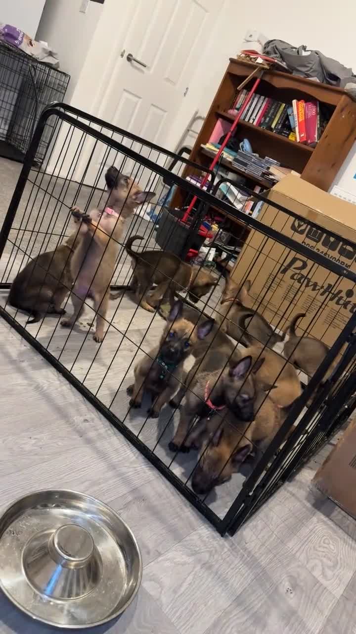 Mixed Breed dogs for sale: 1 x Female German Shepherd x Belgian Malinois Pups - Video 1