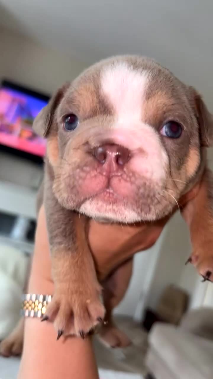 English Bulldog dogs for sale: BRITISH BULLDOG MALE/FEMALE - Video 3