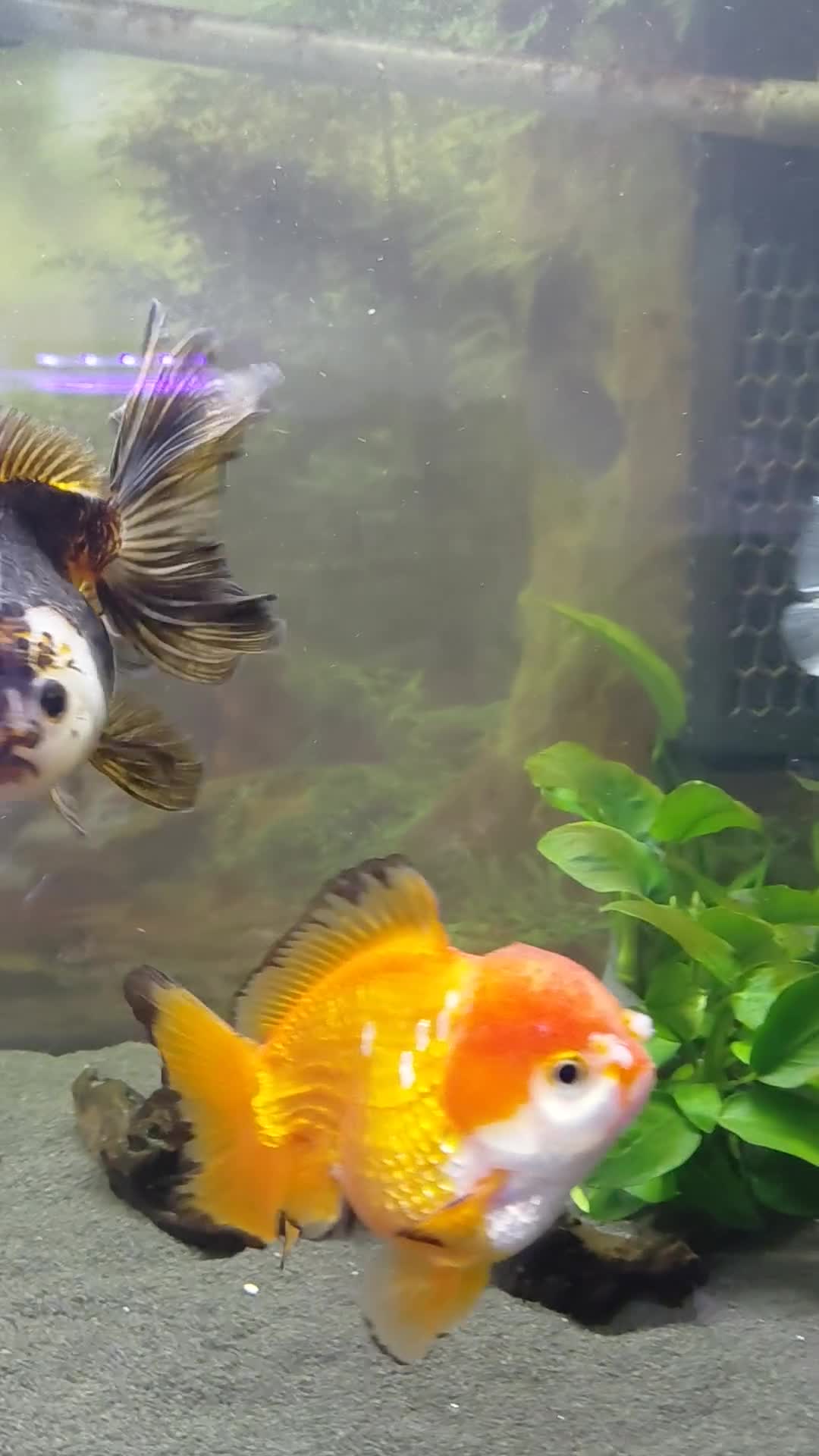 Fancy Goldfish fish for sale: Large oranda goldfish see description  - Video 2