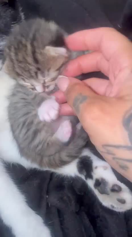 Mixed Breed cats for sale: Mixed kittens bengal/tuxedo - Video 1