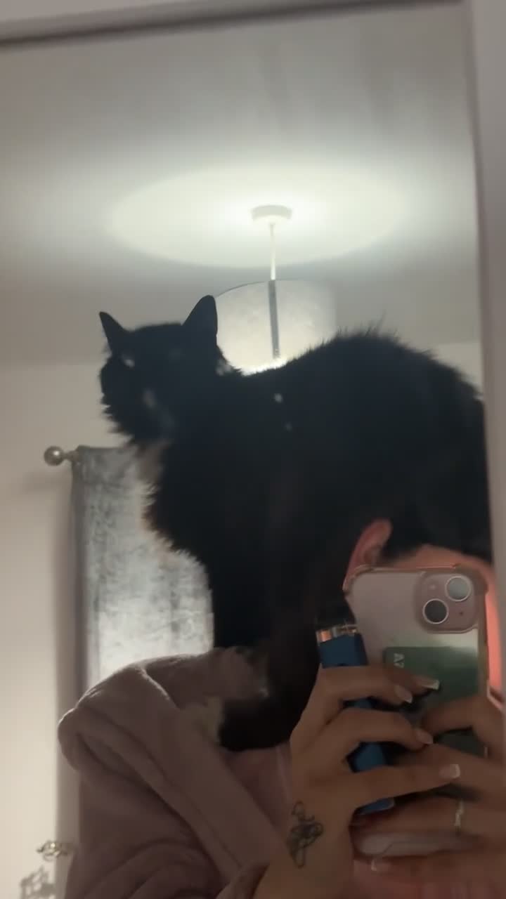 Mixed Breed cats for sale: Mr dusty  - Video 2