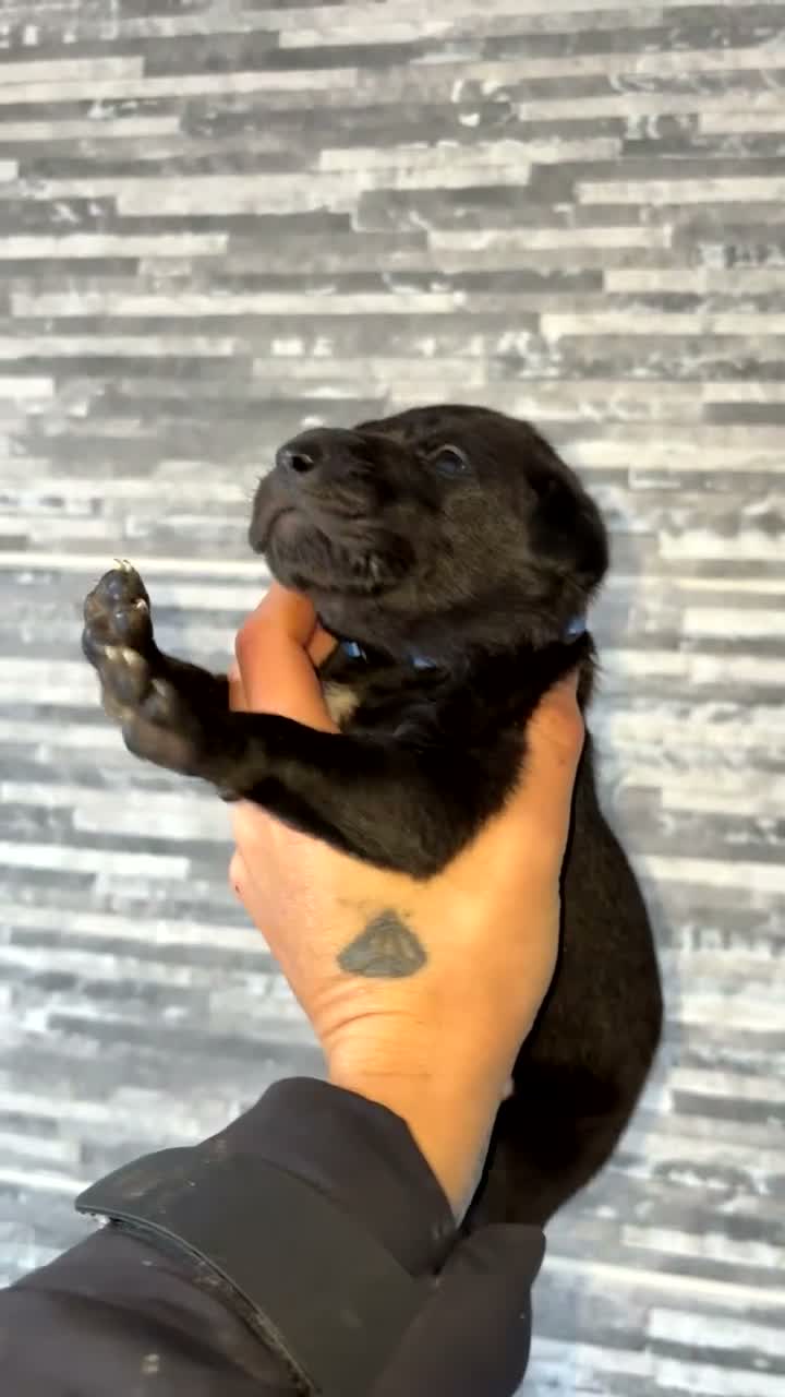 Mixed Breed dogs for sale: Weimaraner x Border collie - Video 3