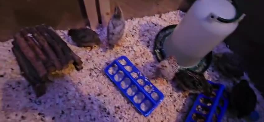 Quail poultry for sale: Beautiful coturnix quail chicks - Video 2