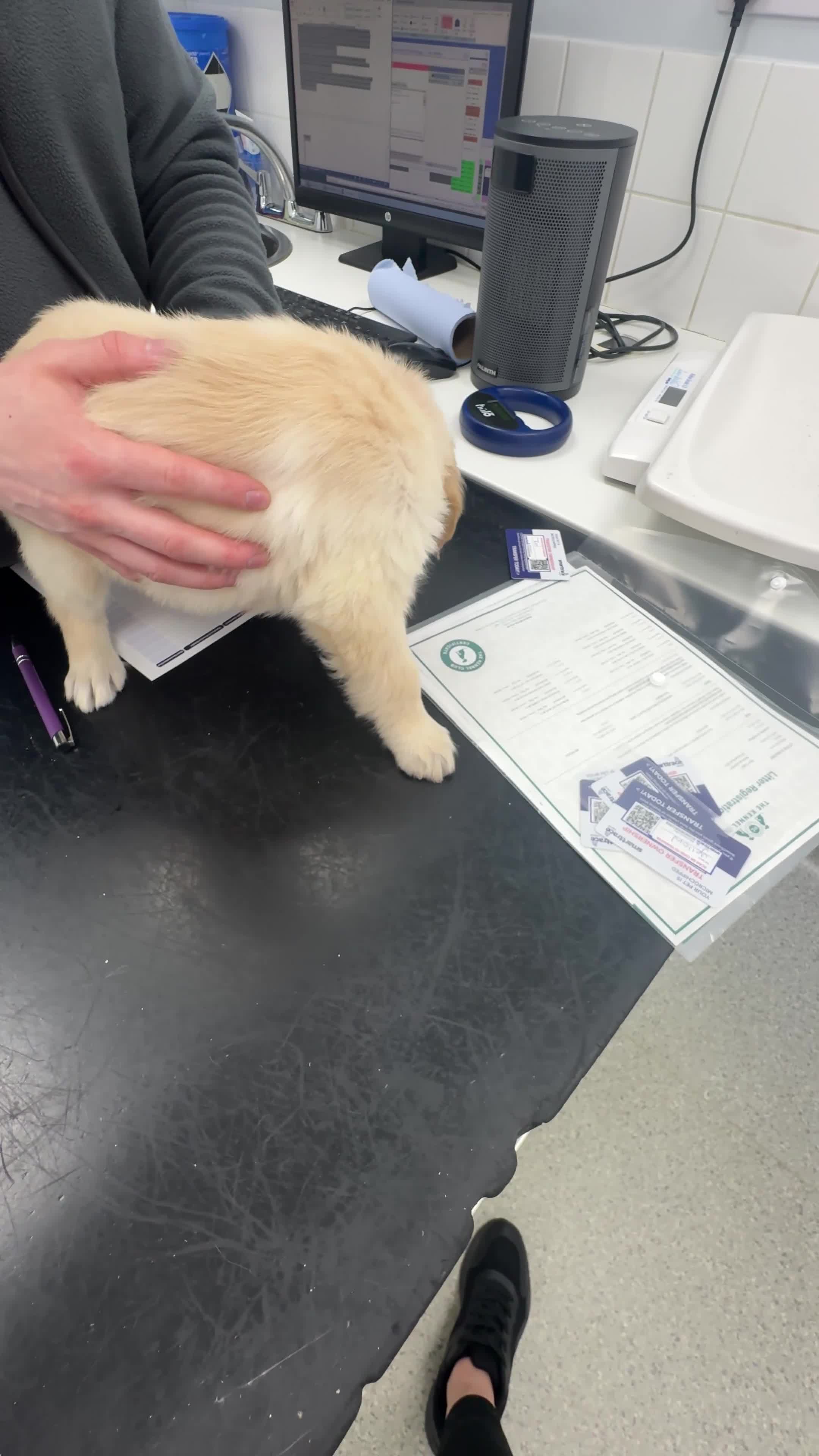 Golden Retriever dogs for sale: KC Champion Line Golden Retriever puppies💗💙 - Video 4